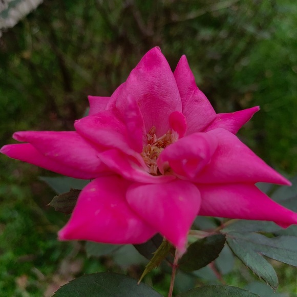 Meet your Posher, Emily - Picture 1 of 1